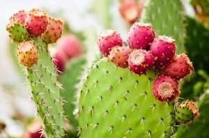 Kaktusfeigenkernöl - Anti Aging Pflege für Dein Gesicht